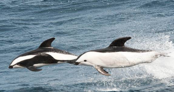 Animados golfinhos dusky nadam ao lado do Sea Spirit em alto mar, entre Falkland e Geórgia do Sul